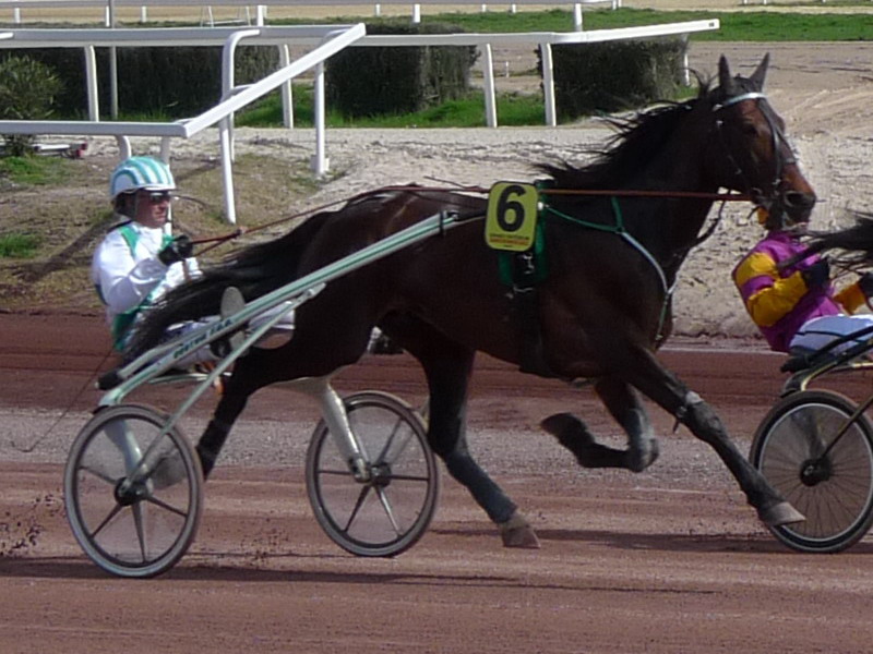 Méthodes et techniques en trot